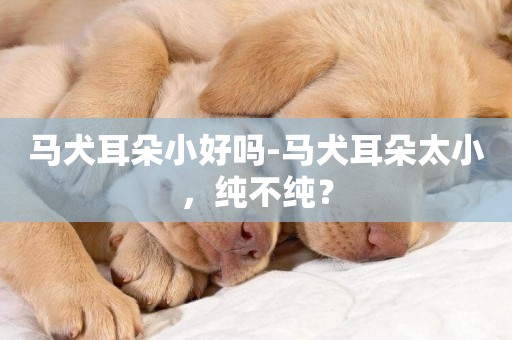 馬犬耳朵小好嗎-馬犬耳朵太小，純不純？