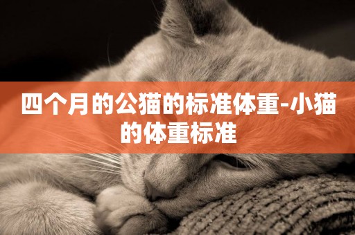 四個月的公貓的標準體重-小貓的體重標準