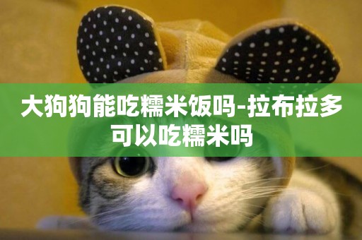 大狗狗能吃糯米飯嗎-拉布拉多可以吃糯米嗎