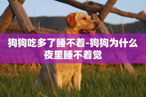 狗狗吃多了睡不著-狗狗為什么夜里睡不著覺