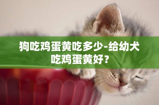 狗吃雞蛋黃吃多少-給幼犬吃雞蛋黃好？