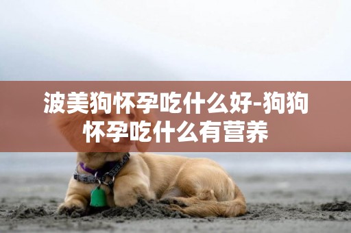 波美狗懷孕吃什么好-狗狗懷孕吃什么有營養