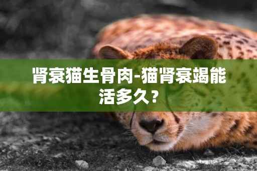腎衰貓生骨肉-貓腎衰竭能活多久？