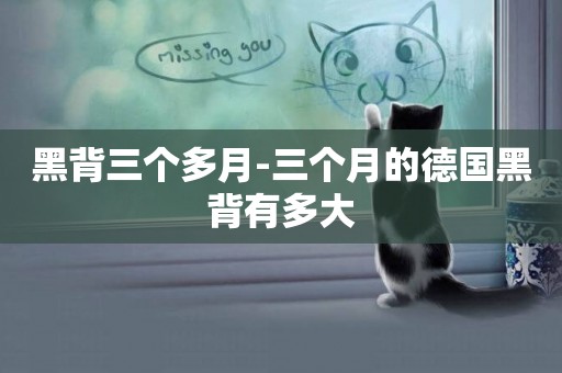黑背三個多月-三個月的德國黑背有多大
