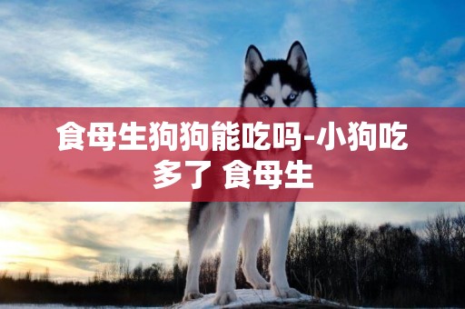 食母生狗狗能吃嗎-小狗吃多了 食母生