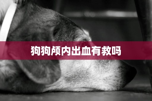 狗狗顱內出血有救嗎