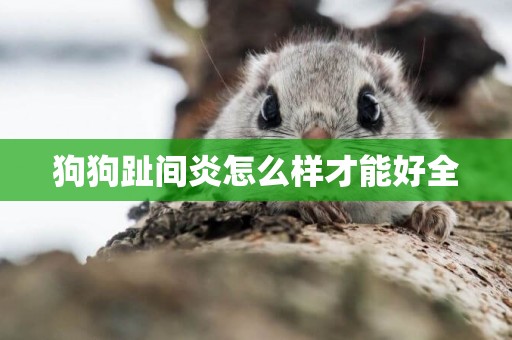 狗狗趾間炎怎么樣才能好全