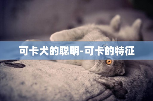 可卡犬的聰明-可卡的特征