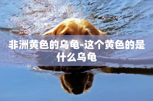 非洲黃色的烏龜-這個黃色的是什么烏龜