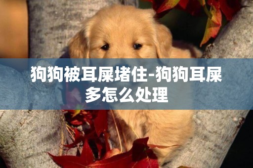 狗狗被耳屎堵住-狗狗耳屎多怎么處理