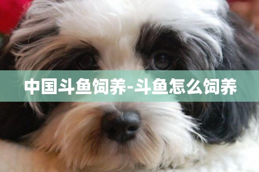 中國斗魚飼養-斗魚怎么飼養