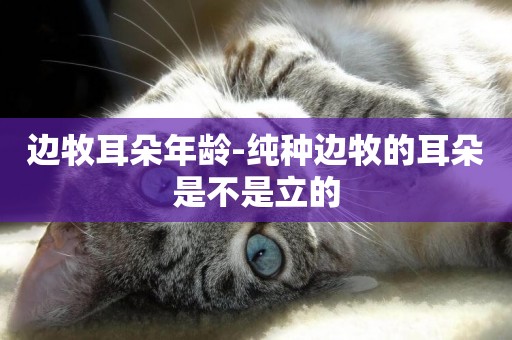 邊牧耳朵年齡-純種邊牧的耳朵是不是立的