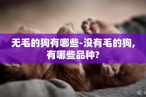 無毛的狗有哪些-沒有毛的狗,有哪些品種?