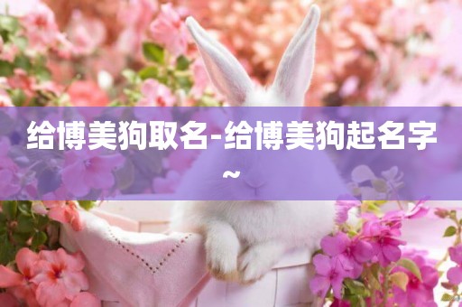 給博美狗取名-給博美狗起名字~