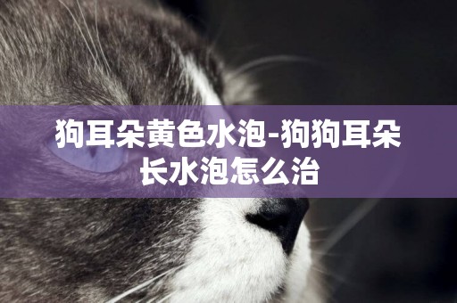 狗耳朵黃色水泡-狗狗耳朵長水泡怎么治