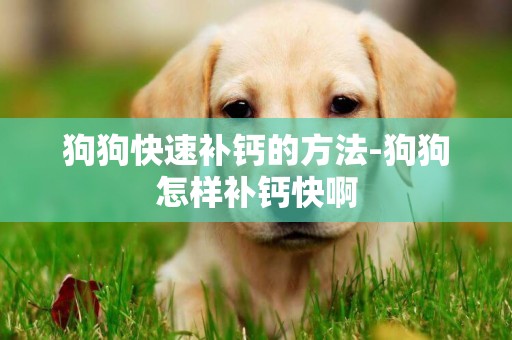 狗狗快速補鈣的方法-狗狗怎樣補鈣快啊