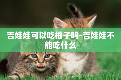 吉娃娃可以吃柚子嗎-吉娃娃不能吃什么
