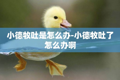小德牧吐是怎么辦-小德牧吐了怎么辦啊