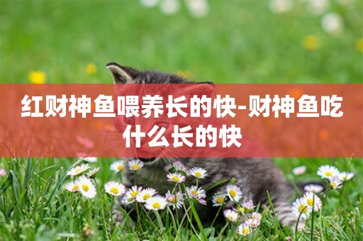 紅財神魚喂養長的快-財神魚吃什么長的快