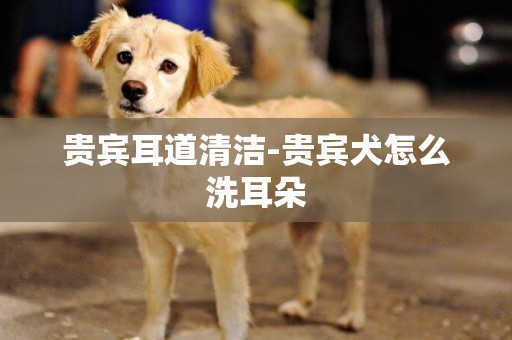 貴賓耳道清潔-貴賓犬怎么洗耳朵