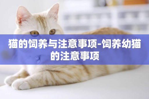 貓的飼養與注意事項-飼養幼貓的注意事項