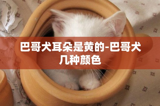 巴哥犬耳朵是黃的-巴哥犬幾種顏色