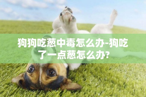 狗狗吃蔥中毒怎么辦-狗吃了一點蔥怎么辦?