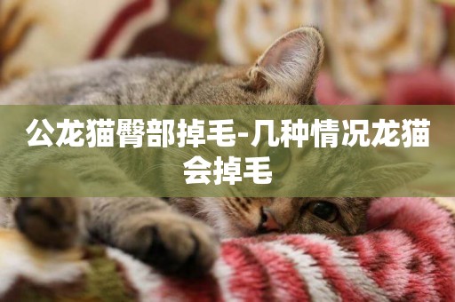 公龍貓臀部掉毛-幾種情況龍貓會掉毛