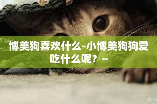 博美狗喜歡什么-小博美狗狗愛吃什么呢？~
