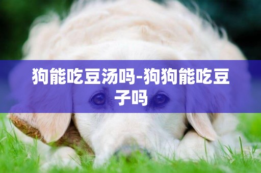 狗能吃豆湯嗎-狗狗能吃豆子嗎
