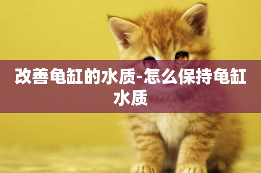 改善龜缸的水質-怎么保持龜缸水質