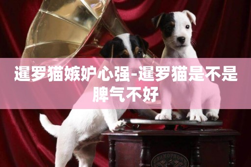 暹羅貓嫉妒心強-暹羅貓是不是脾氣不好