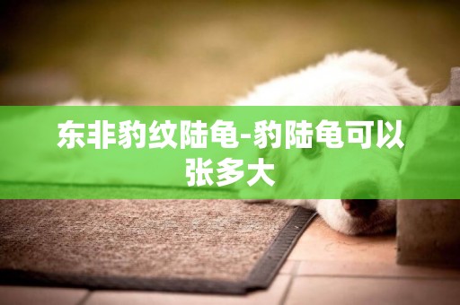 東非豹紋陸龜-豹陸龜可以張多大