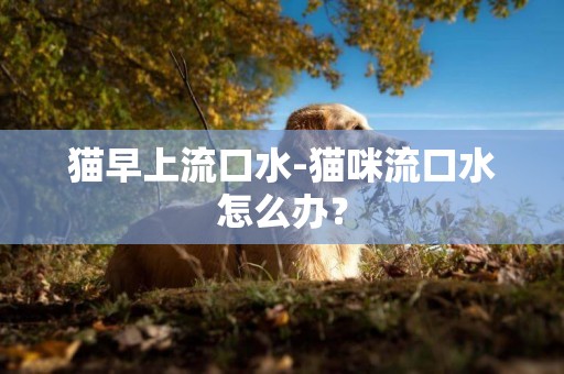 貓早上流口水-貓咪流口水怎么辦？