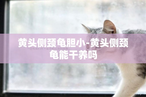 黃頭側頸龜膽小-黃頭側頸龜能干養嗎