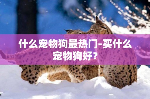 什么寵物狗最熱門-買什么寵物狗好？