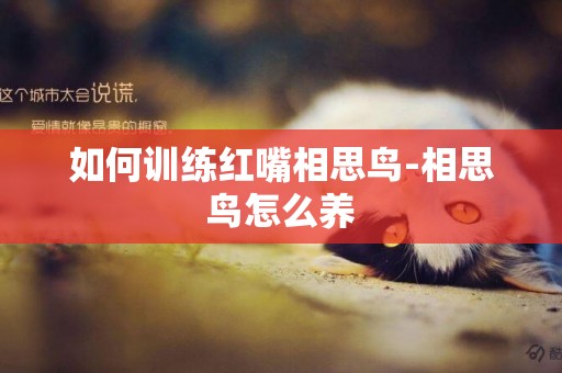 如何訓練紅嘴相思鳥-相思鳥怎么養