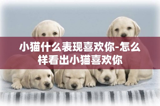 小貓什么表現喜歡你-怎么樣看出小貓喜歡你