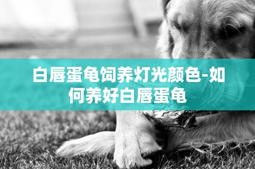 白唇蛋龜飼養燈光顏色-如何養好白唇蛋龜