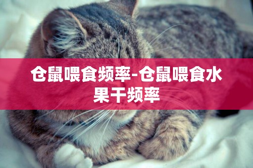 倉鼠喂食頻率-倉鼠喂食水果干頻率