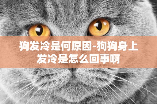 狗發冷是何原因-狗狗身上發冷是怎么回事啊