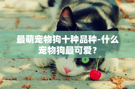最萌寵物狗十種品種-什么寵物狗最可愛？