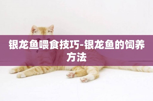 銀龍魚喂食技巧-銀龍魚的飼養方法