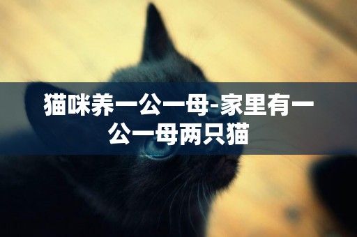 貓咪養一公一母-家里有一公一母兩只貓