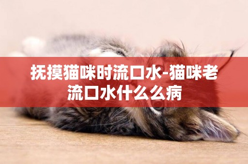 撫摸貓咪時流口水-貓咪老流口水什么么病