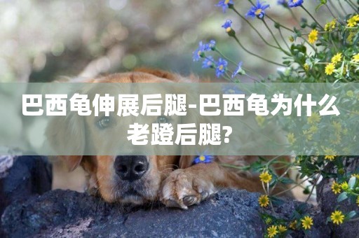 巴西龜伸展后腿-巴西龜為什么老蹬后腿?