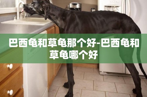 巴西龜和草龜那個好-巴西龜和草龜哪個好