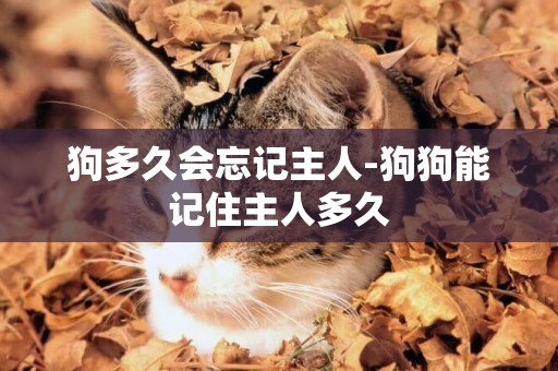 狗多久會忘記主人-狗狗能記住主人多久
