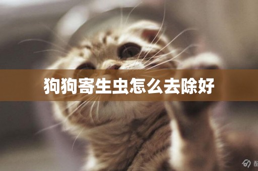 狗狗寄生蟲怎么去除好