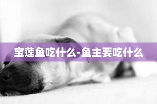 寶蓮魚吃什么-魚主要吃什么